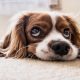 Veja como a ansiedade canina pode afetar a saúde do pet