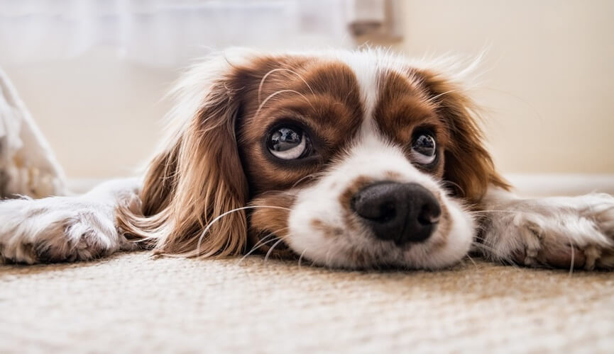 Veja como a ansiedade canina pode afetar a saúde do pet