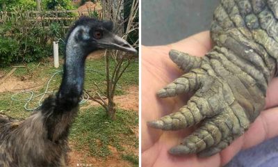 Veterinário de Jundiaí já salvou cobras, emus e até uma lhama na região