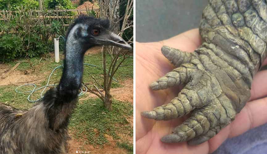Veterinário de Jundiaí já salvou cobras, emus e até uma lhama na região