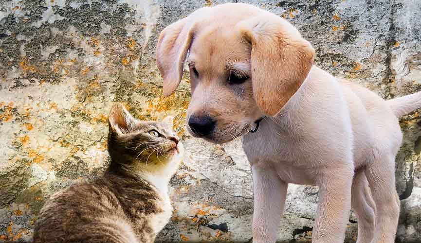 Dietas caseiras podem trazer deficiência nutricional em cães e gatos