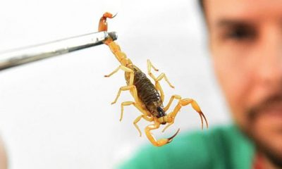 Profissional de saúde segurando escorpião amarelo com uma pinça