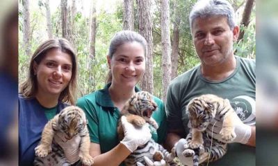 Tigres Siberianos nascem em Itatiba no Dia das Crianças