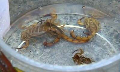 Escorpiões amarelos presos em vasilhames