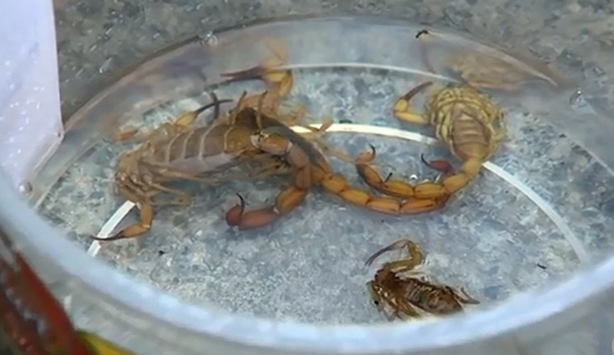 Escorpiões amarelos presos em vasilhames