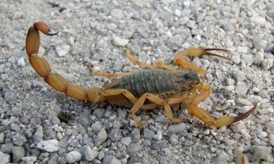 Escorpião amarelo andando sobre pedras