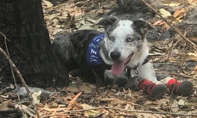 Cachorro branco e cinza com bandana azul e meias vermelhas em floresta