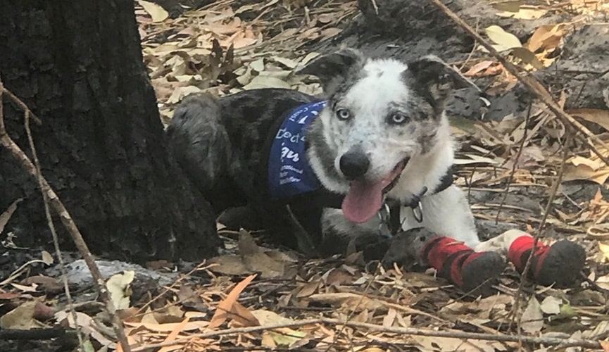 Cachorro branco e cinza com bandana azul e meias vermelhas em floresta
