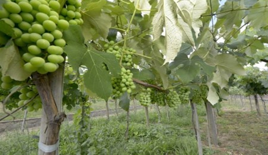Plantação de uvas verdes