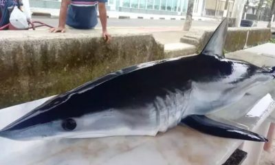 Tubarão em cima de uma mesa de madeira na praia