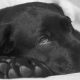 Labrador preto deitado, com foto aproximada mostrando sua cabeça deitada sob a pata