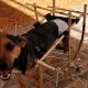 Cachorro vira-lata com cadeira de rodas de bambu
