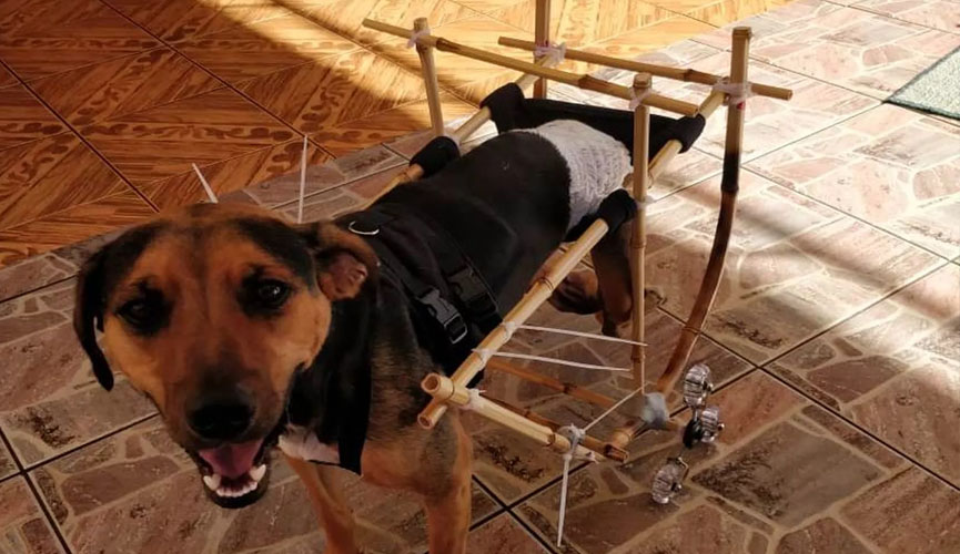 Cachorro vira-lata com cadeira de rodas de bambu