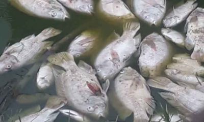Vários peixes mortos são encontrados em parque de Jundiaí