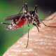 Mosquito Aedes aegypti sobre pele humana