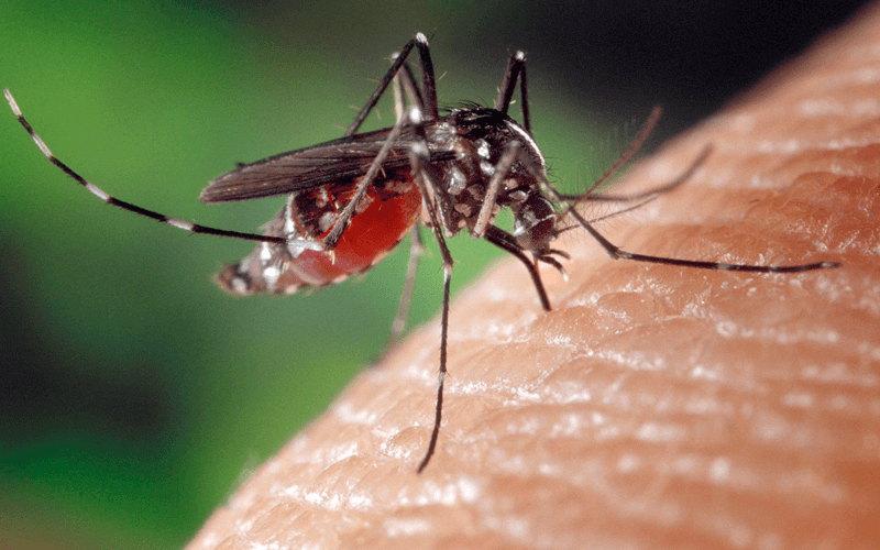 Mosquito Aedes aegypti sobre pele humana