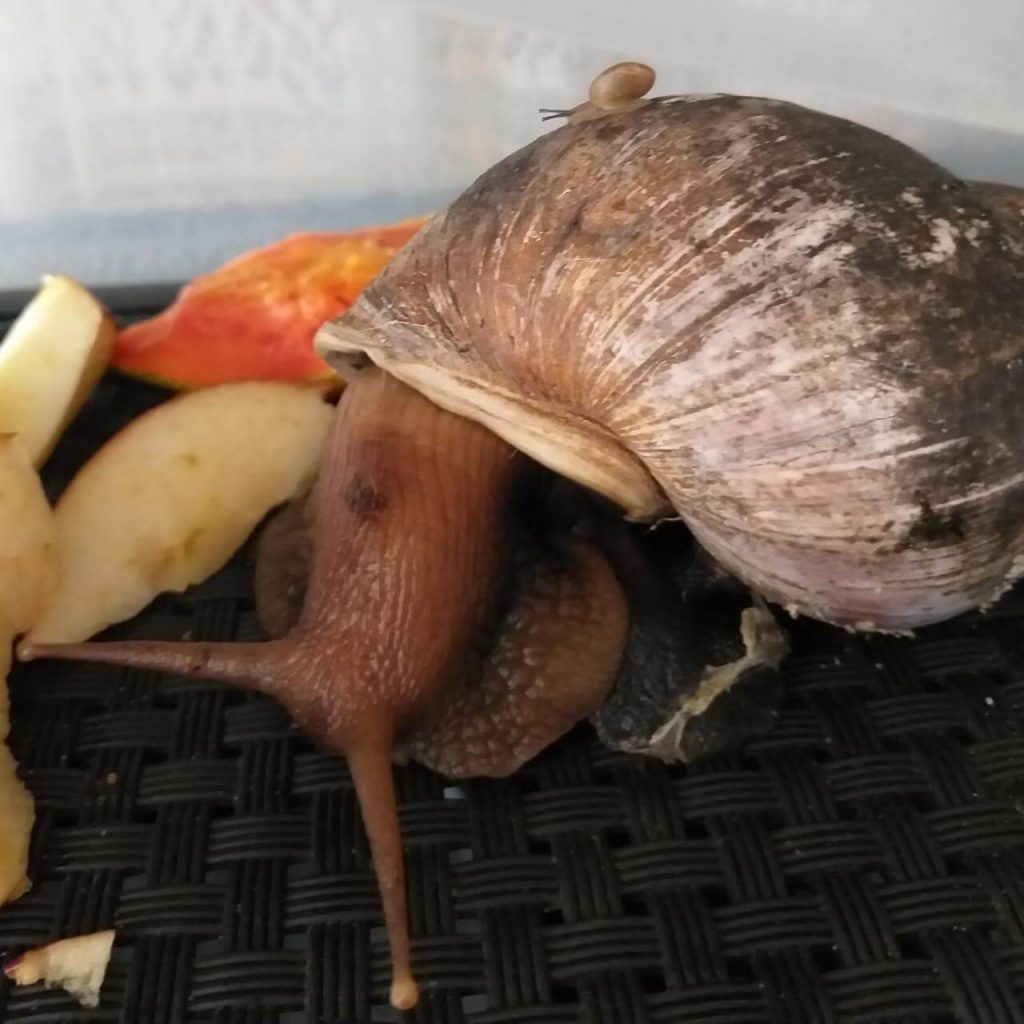 Galileu com um caracol de jardim nas costas.