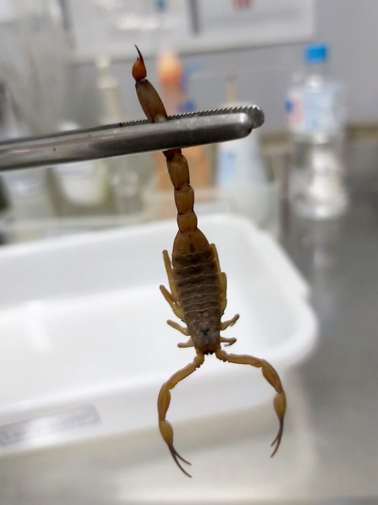 Escorpião preso pelo rabo à pinça