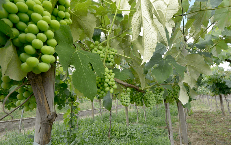 Parreiras carregadas de uvas verdes.