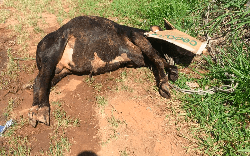 Vaca caída no chão com a cabeça coberta por uma placa de papelão