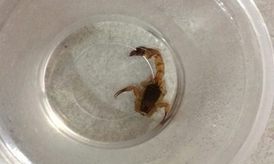 Escorpião dentro de copo descartável
