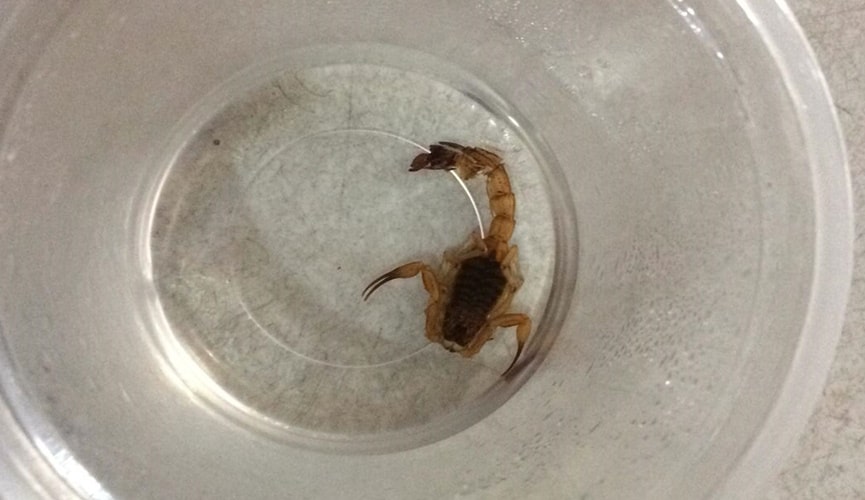 Escorpião dentro de copo descartável