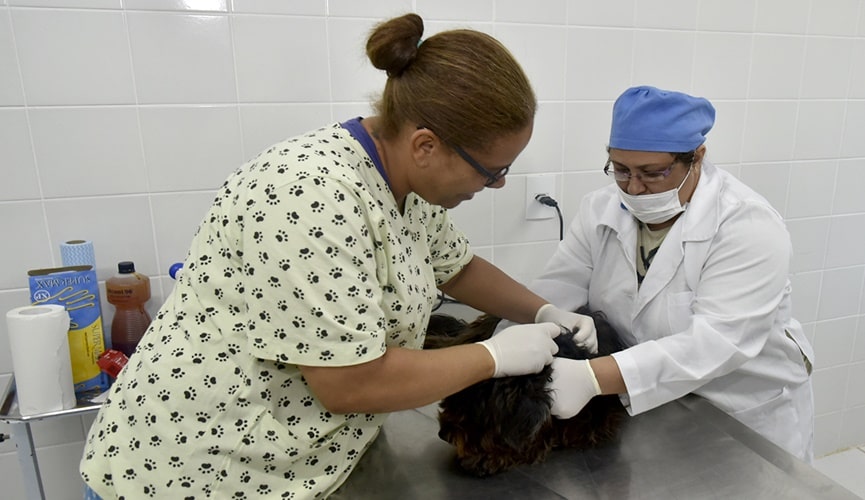 Veterinária e auxiliar mobilizando cão para procedimento de castração