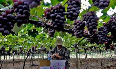 produtor rural colhendo uvas