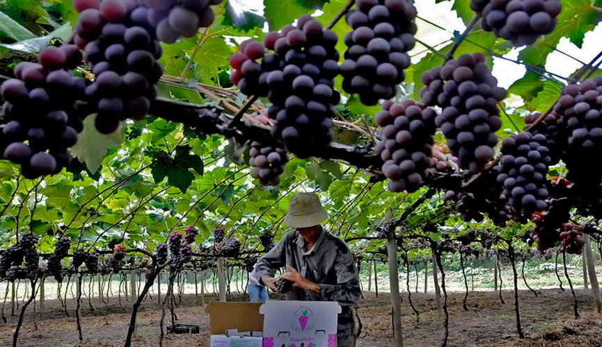 produtor rural colhendo uvas
