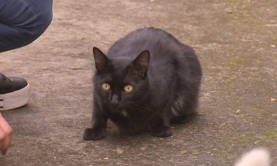 gato preto em posição de assustado