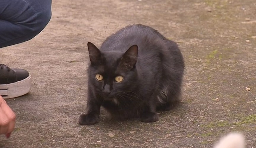 gato preto em posição de assustado