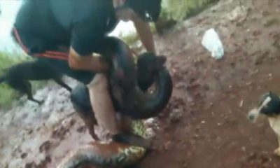 Cobra sucuri asfixiando cachorro, enquanto ciclista tenta soltar animal