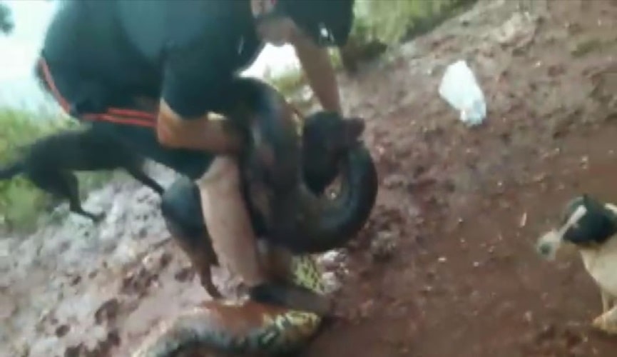 Cobra sucuri asfixiando cachorro, enquanto ciclista tenta soltar animal