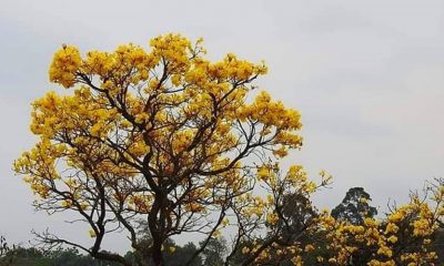 Flores amarelas do pé de Ipê