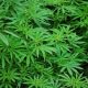 Plantão de cannabis