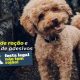 arte de divulgação da distribuição de adesivos, com um cachorro poodle olhando para a câmera e com texto escrito no lado esquerdo: " Doação de ração e entregue de adesivos", em cima do logotipo da campanha festa legal não tem rojão