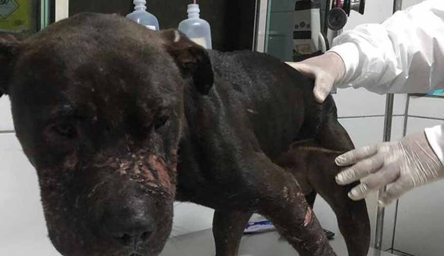 Pitbull resgatado em rinha sendo medicado por veterinário