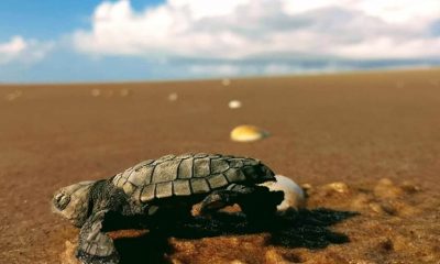 tartaruga em areia de praia