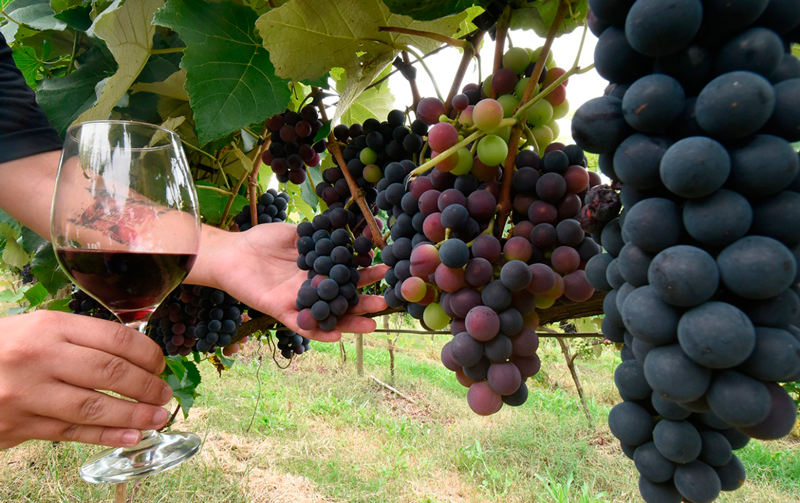 Foto de plantação de uva; pessoa segura taça de vinho