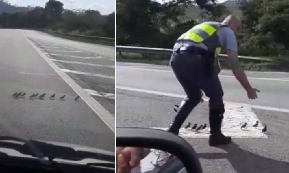 Trechos do vídeo; policial direciona filhotes para atravessarem pista mais rápido