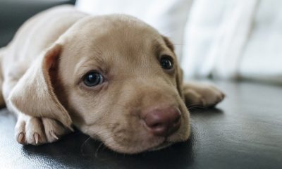 Foto de cachorro amarelo com olhos azuis