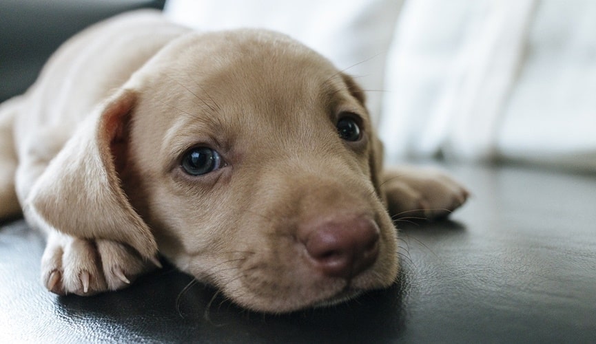 Foto de cachorro amarelo com olhos azuis