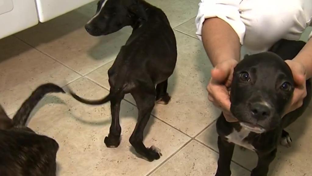 Cães recebem carinho de veterinária após resgate