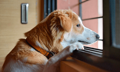 Cachorro olha triste pela janela