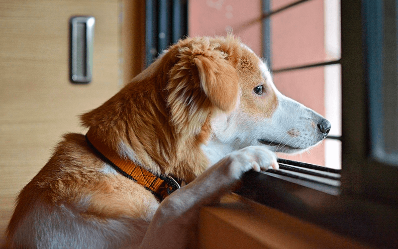 Cachorro olha triste pela janela