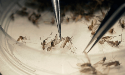 Mosquitos em tubo sendo estudados