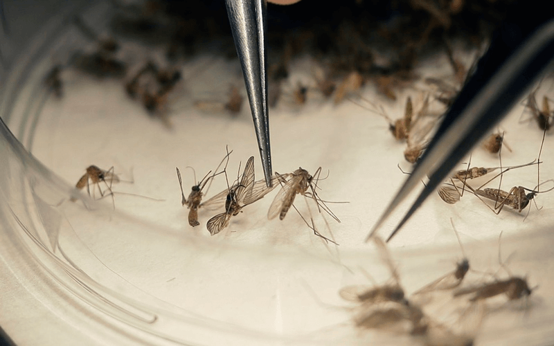 Mosquitos em tubo sendo estudados