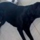 Foto de cadela preta morta em chão de piso branco