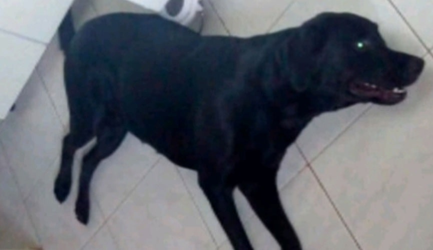 Foto de cadela preta morta em chão de piso branco
