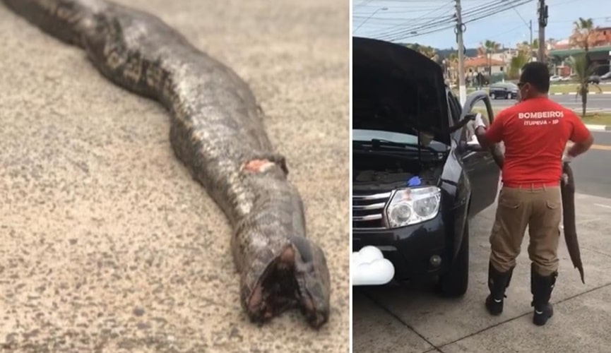 Foto de cobra morta, à esquerda; foto de cobra sendo retirada de veículo, à esquerda